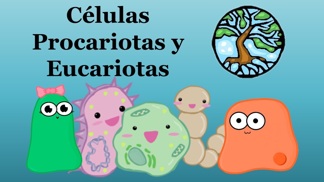 Diferencias entre célula PROCARIOTA y EUCARIOTA