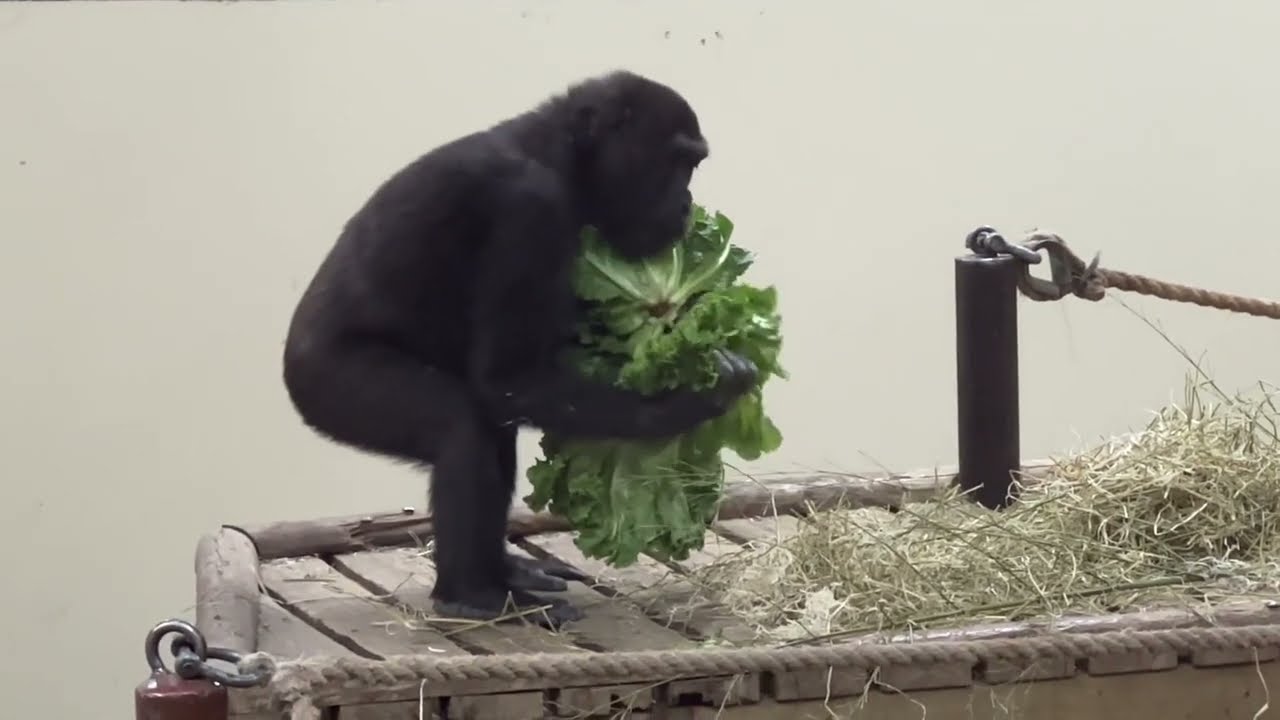 Beautiful Gorilla Troop Burgers' Zoo - the four boys are moving in February 2025