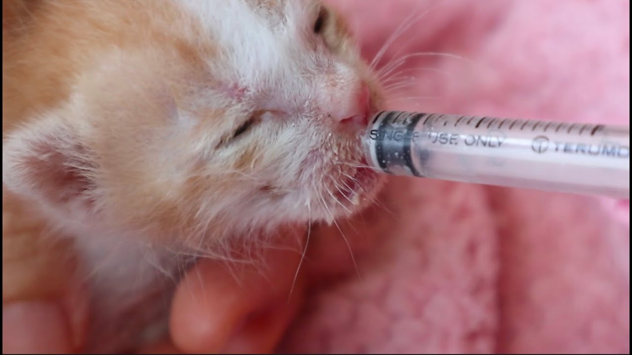 【保護子猫】大雨の中うずくまっていた赤ちゃん猫。保護され、お世話中ですが、下痢が治りません