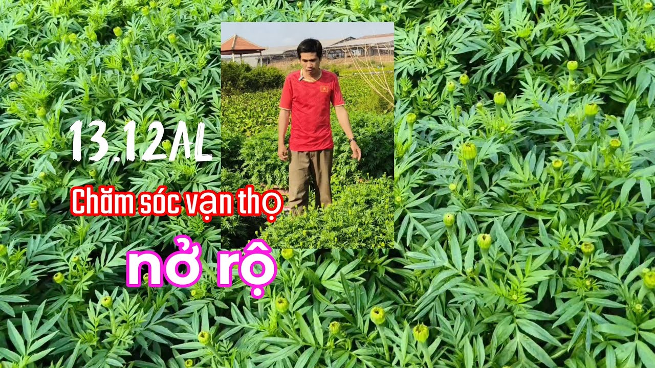 13.12al chăm sóc vạn thọ nở rộ 