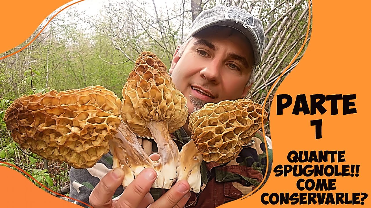 Quante spugnole!!! come conservarle? parte 1