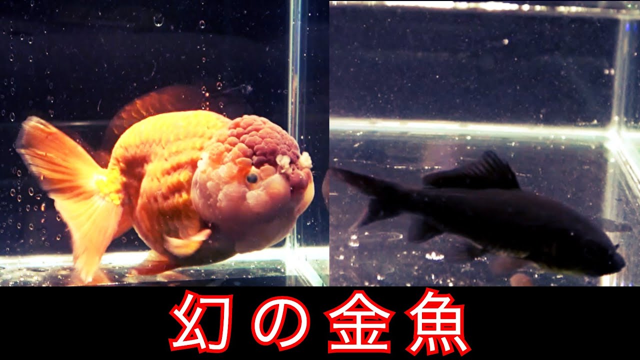 【希少種】探し求めた２匹の『”幻”金魚』を購入！