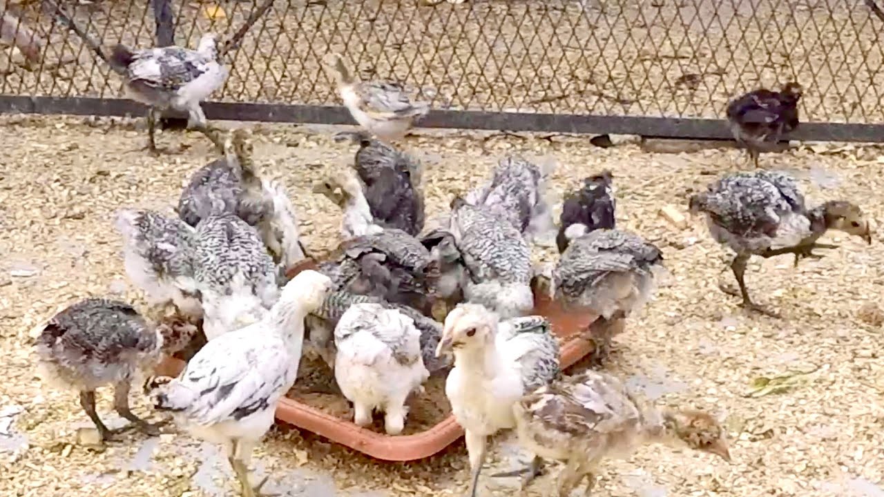 اختفاء الدجاجة الأم في ظروف غامضة 🥹… تربية الدجاج البلدي 🐔🐓.