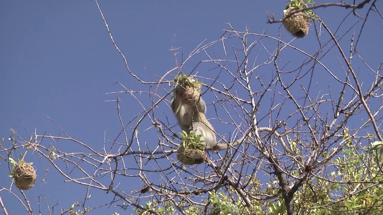 Shocking attack by Monkeys on bird nests and their chicks