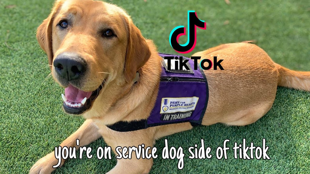 you're on service dog side of tiktok!