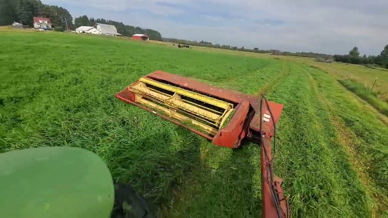 Second cutting Trefoil in the impossible year. 