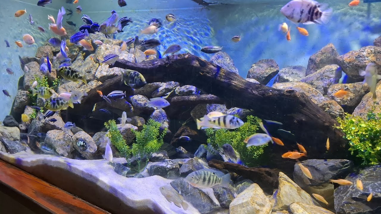 ATUALIZAÇÃO DOS AQUARIOS DA FISH-ROOM! ALGUMAS MUDANÇAS!!!