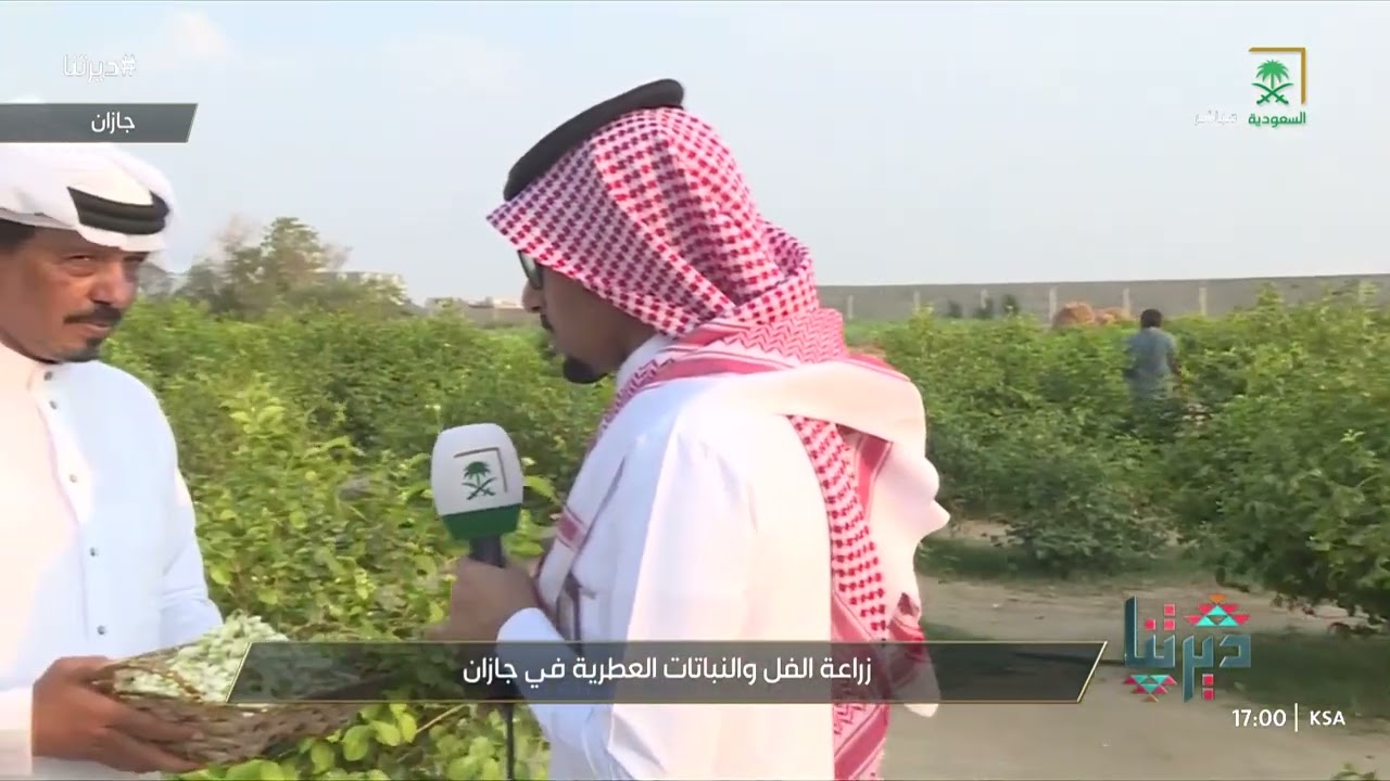 ديرتنا | زراعة الفل والنباتات العطرية في جازان