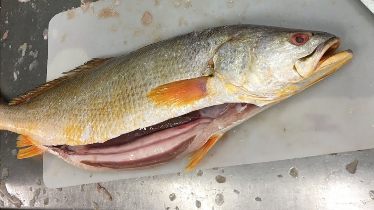 BBQ CYNOSCION ACOUPA FISH CUTTING  SKILLS 🔥#YouTube video
