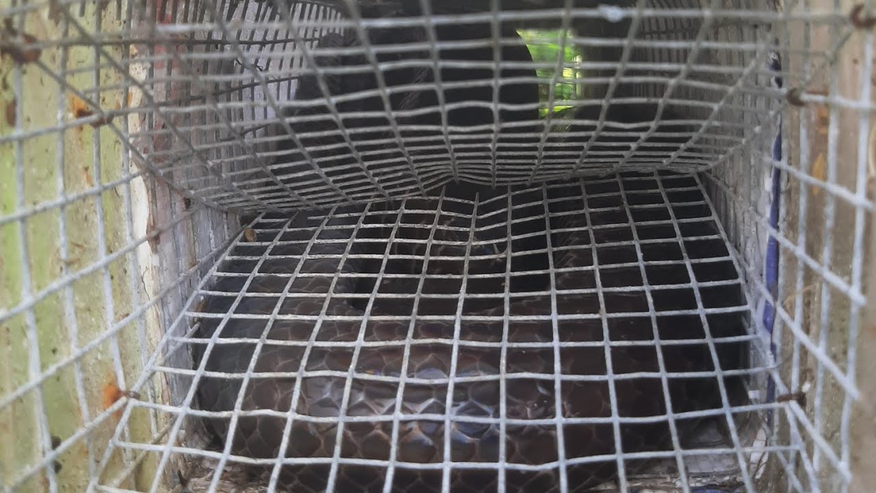 Chinh phạt rừng già bẫy dính hổ hành quái vật mùa khô tập 72