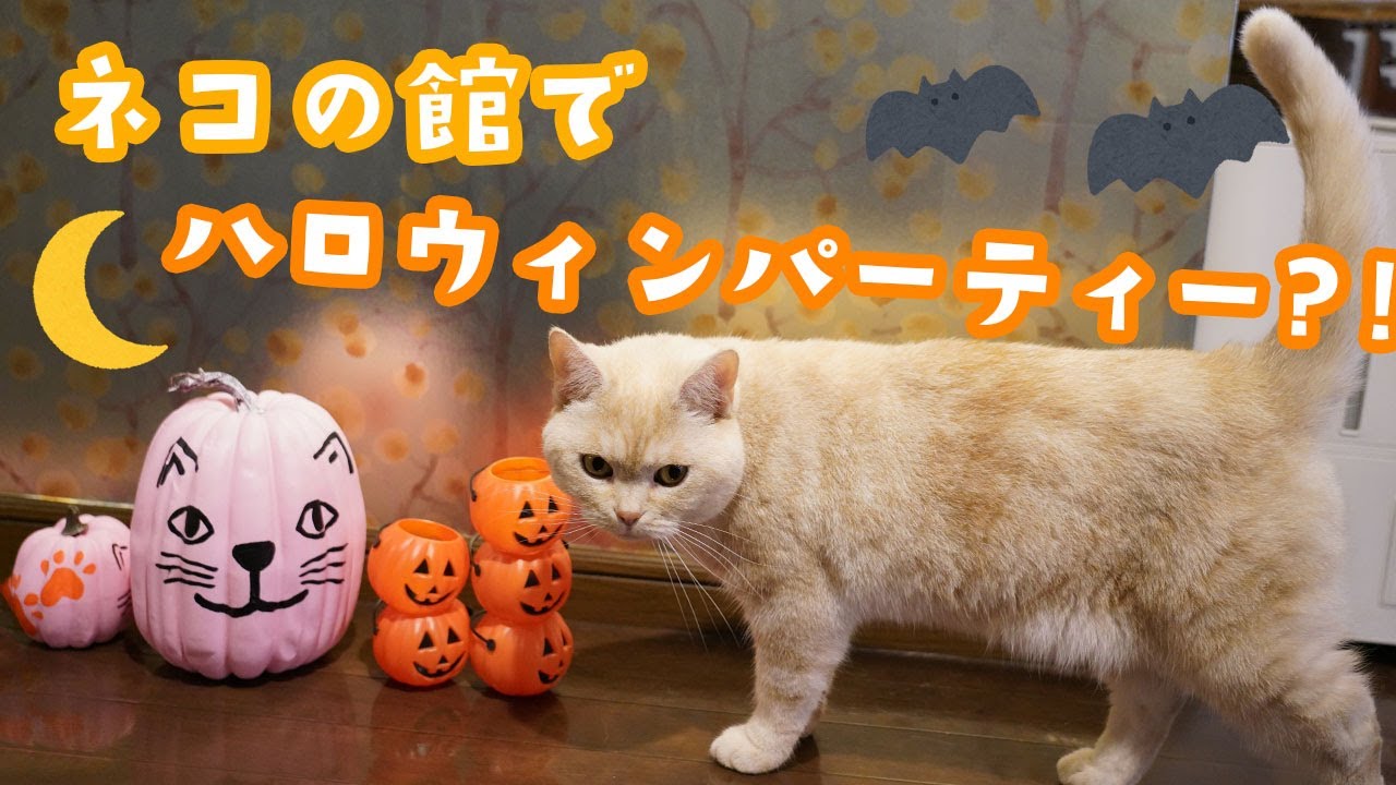 ネコの館でハロウィンパーティー？！