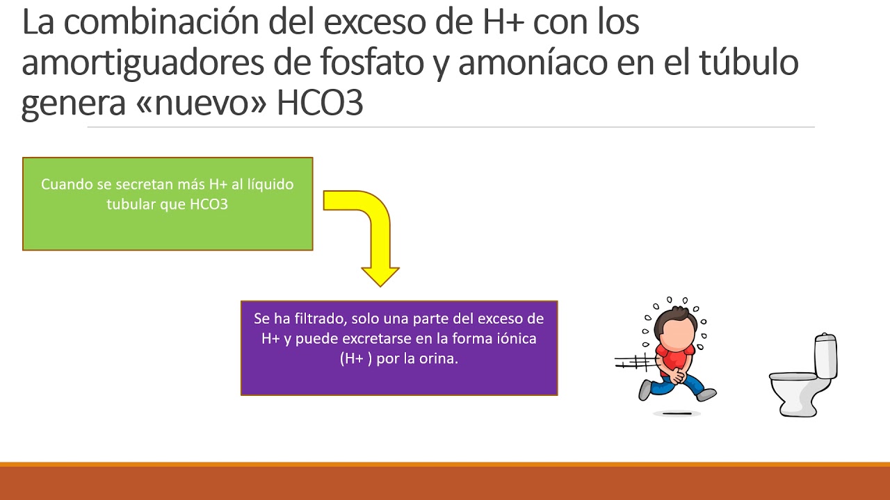 Secreción activa de H+ por células intercaladas en porción final de túbulos distales y colectores.