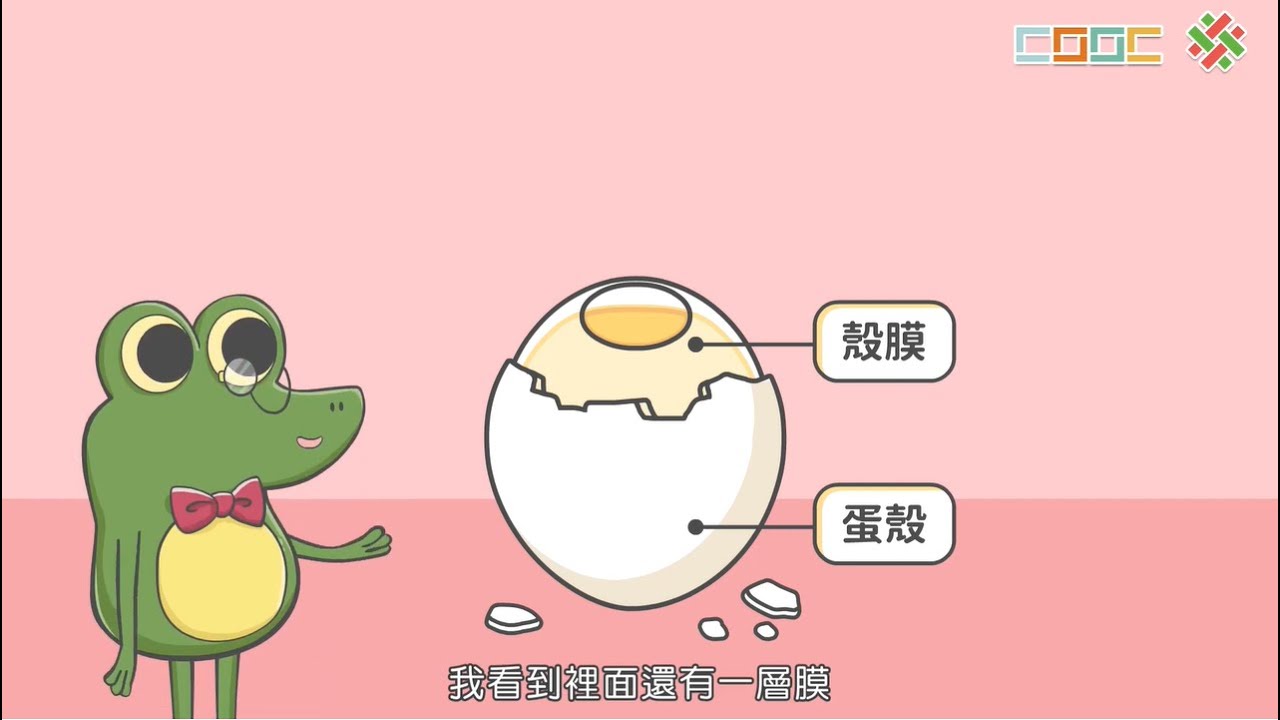 108新課綱｜七下生物｜【討論】蛋的觀察