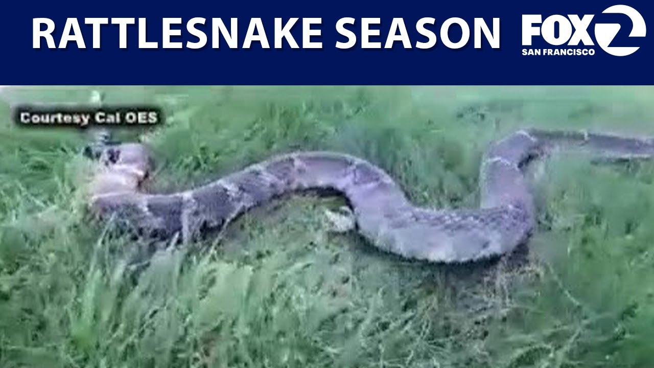 East Bay Park officials urge caution on trails as rattlesnake season returns | KTVU