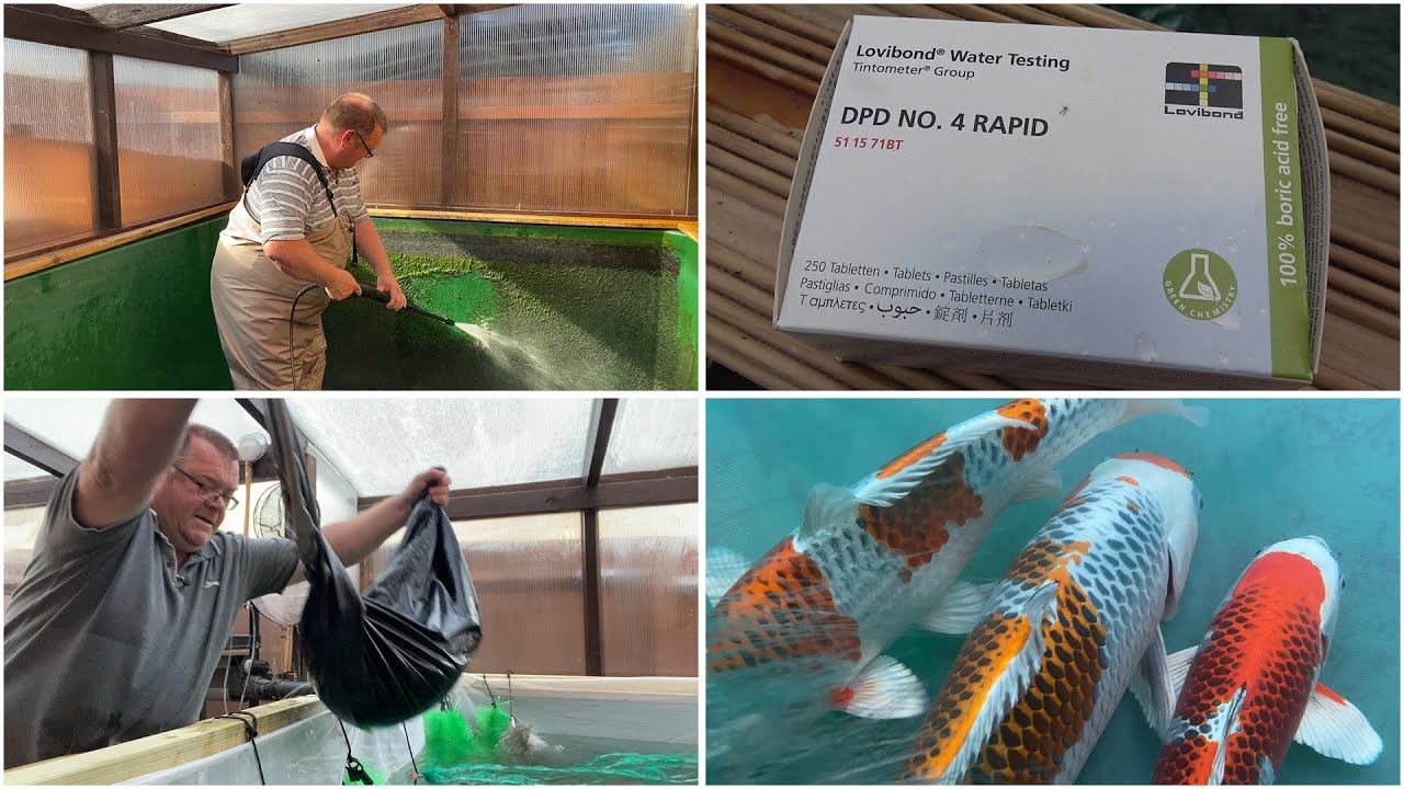 My Koi Breeding Project - Part 28 - Start of 2020 Spawning Season
