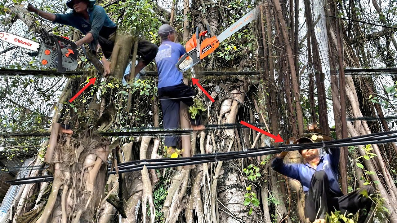 Cưa Cây Rừa Cổ 62 Năm Tuổi Dây Điện Quấn Như Màn Nhện.Trời Mưa Dây Điện Nổ Thợ Cưa Bỏ Chạy 
