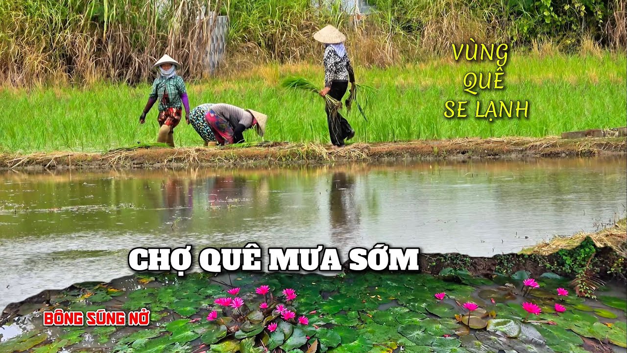 Se Lạnh Mưa Sớm Vùng Quê | Cảnh Chợ Quê Dầm Mưa Cùng Bà Con Mình Đi Chợ Đông Thạnh Giác Sáng.