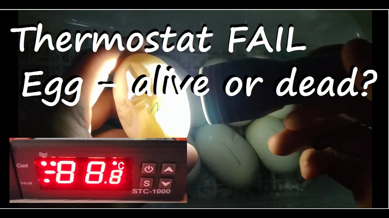Thermostat broke! Let's check if the egg is alive.