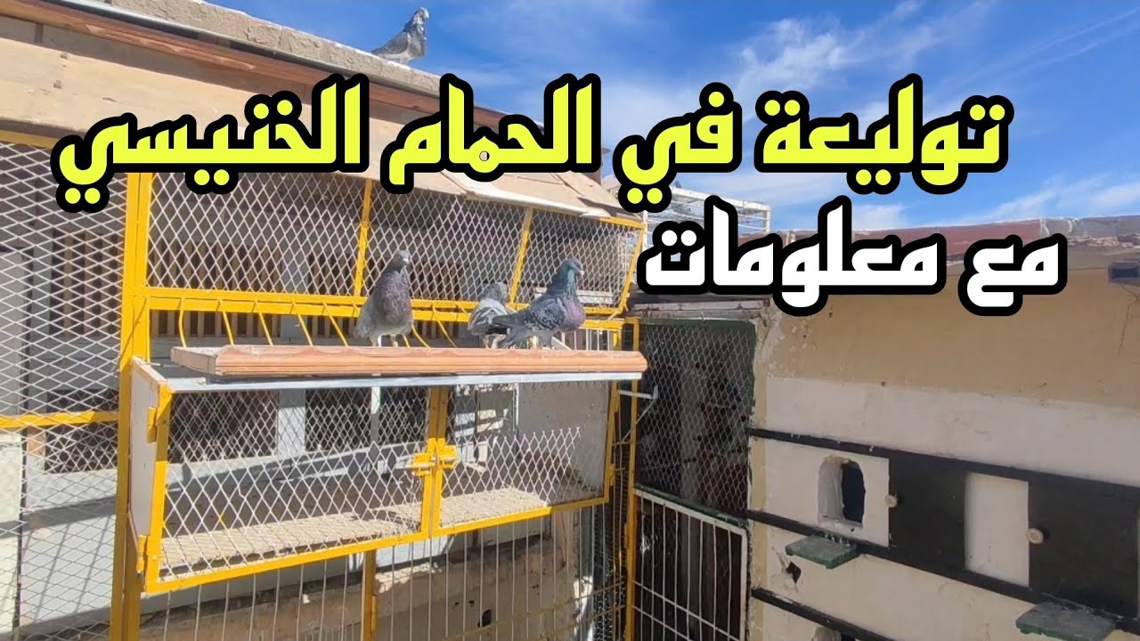 توليعة في الحمام الخينيسي ومعلومات مهمة اثناء الانتاج