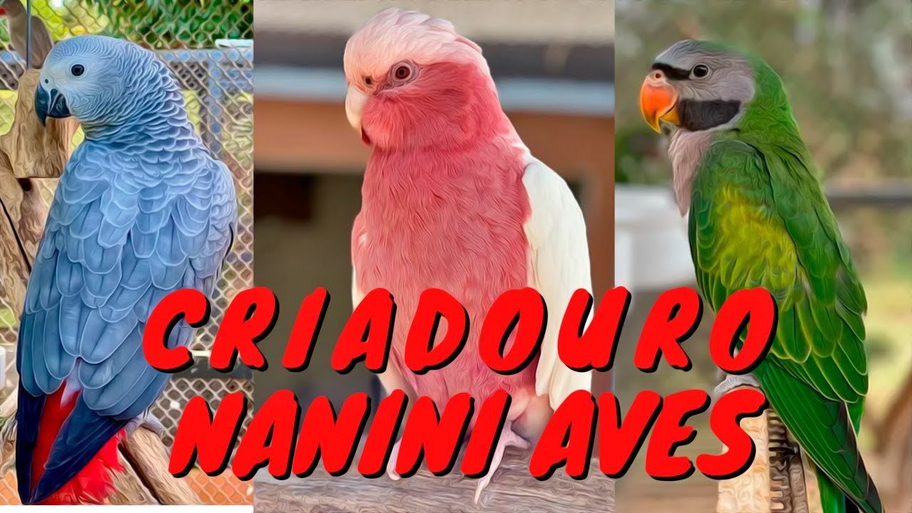 Criadouro Nanini Aves (Um dos maiores criadores de pássaros exóticos)
