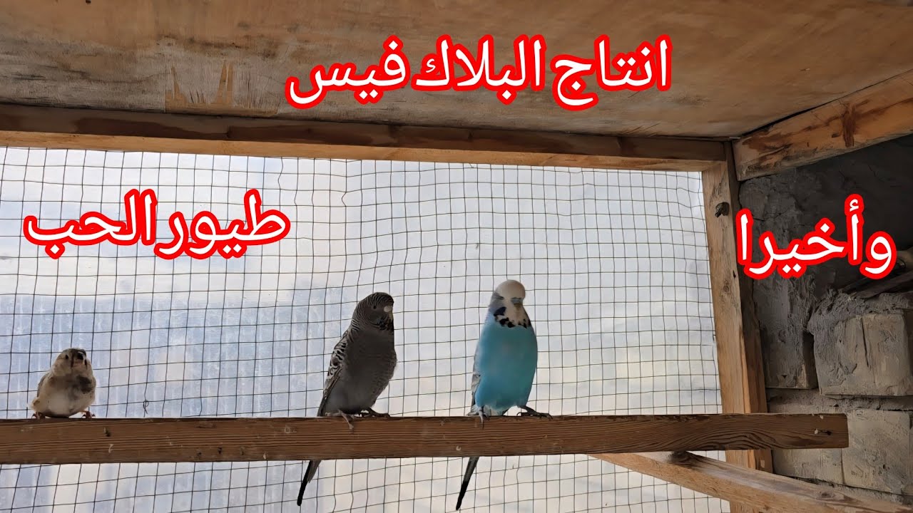 انتاج طيور الحب البلاك فيس 