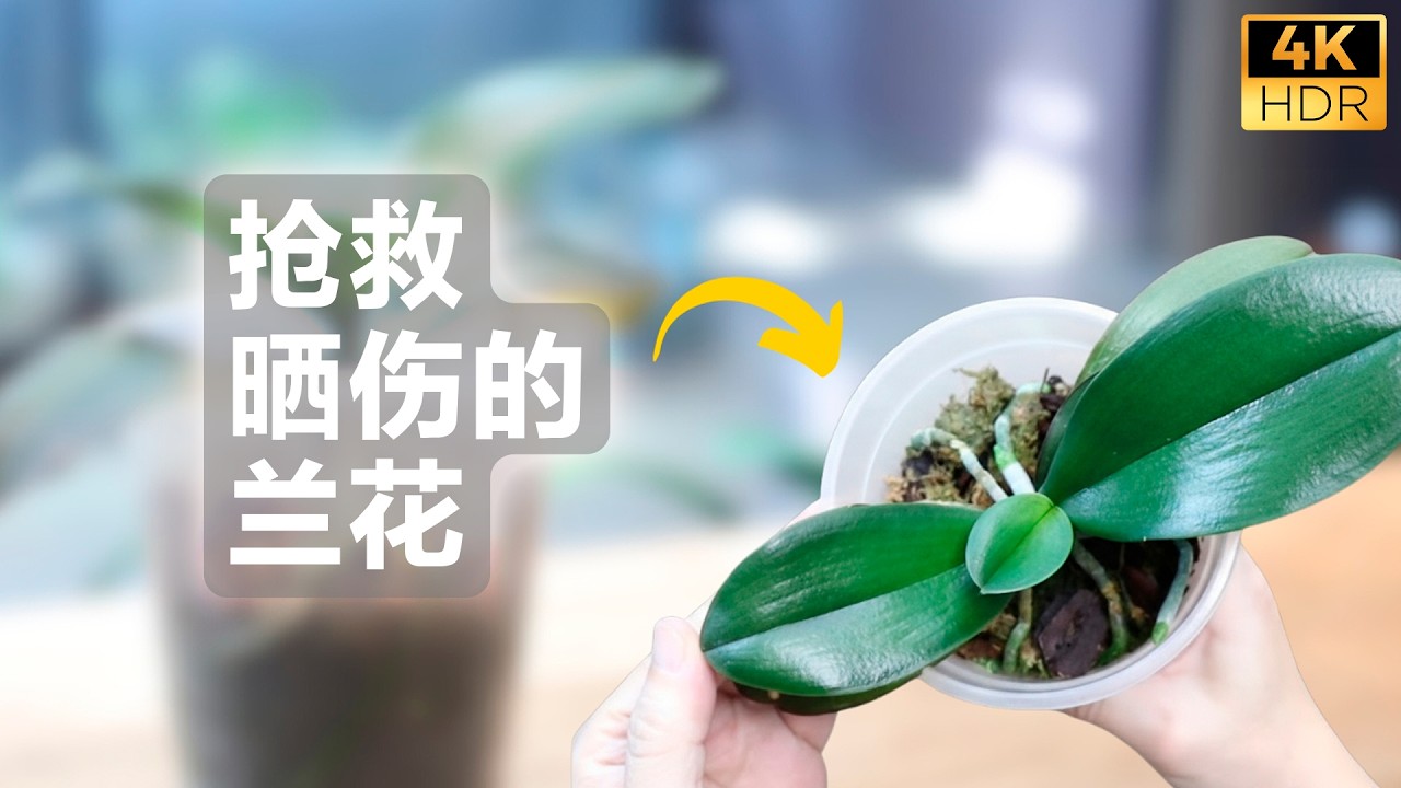 拯救我被晒伤的兰花