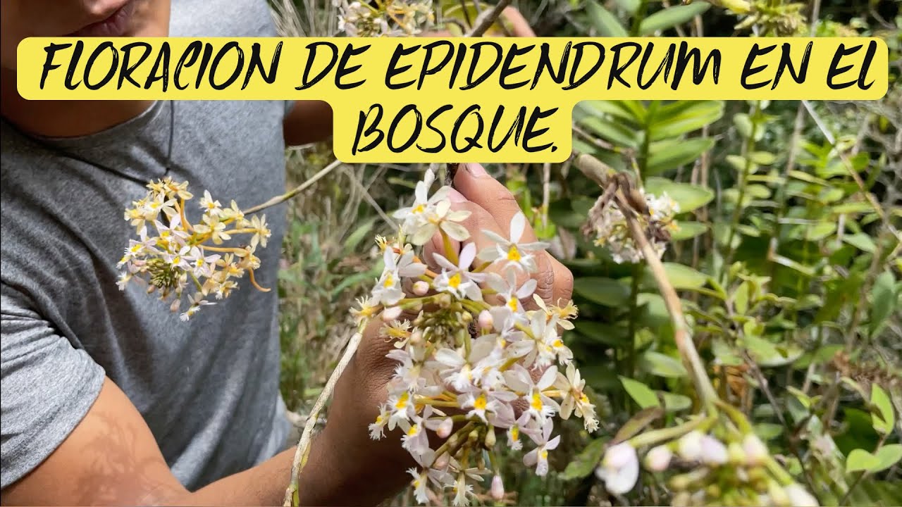FLORACIÓN DE EPIDENDRUM EN EL BOSQUE