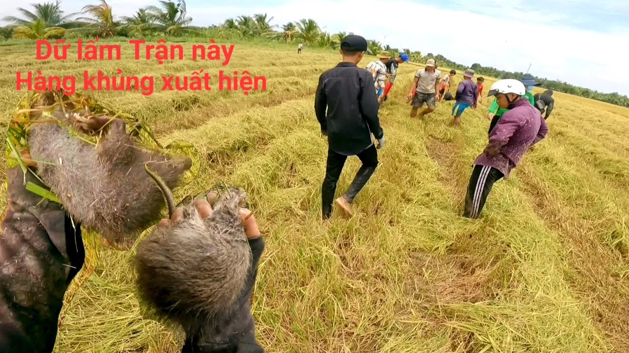 Bắt chuột đồng huyền hội không ngờ mới vào đã bắt được cập chuột cống khổng lồ