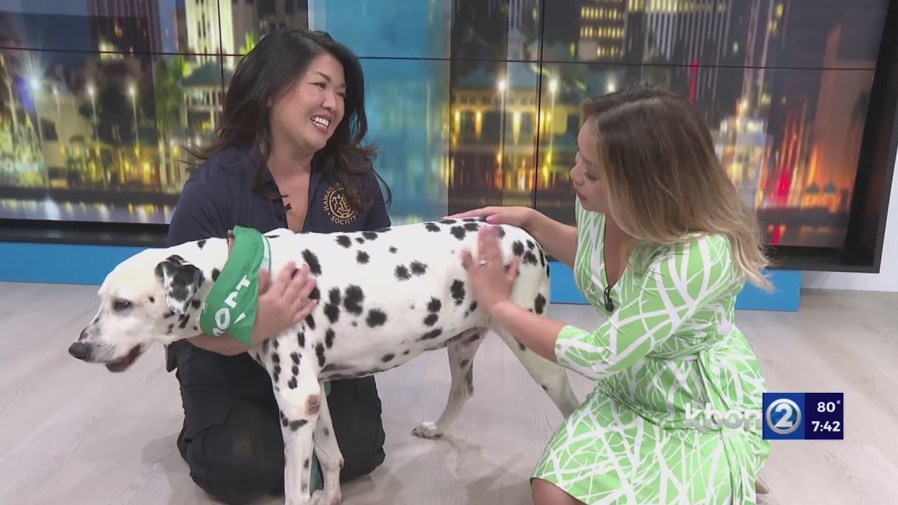 Hawaiiane Humane waiving adoption fees for Clear the Shelters event