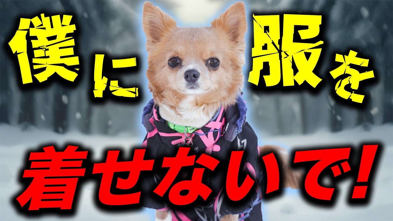 【9割が誤解…】やってしまいがち!愛犬を苦しめる間違った冬の防寒対策5選