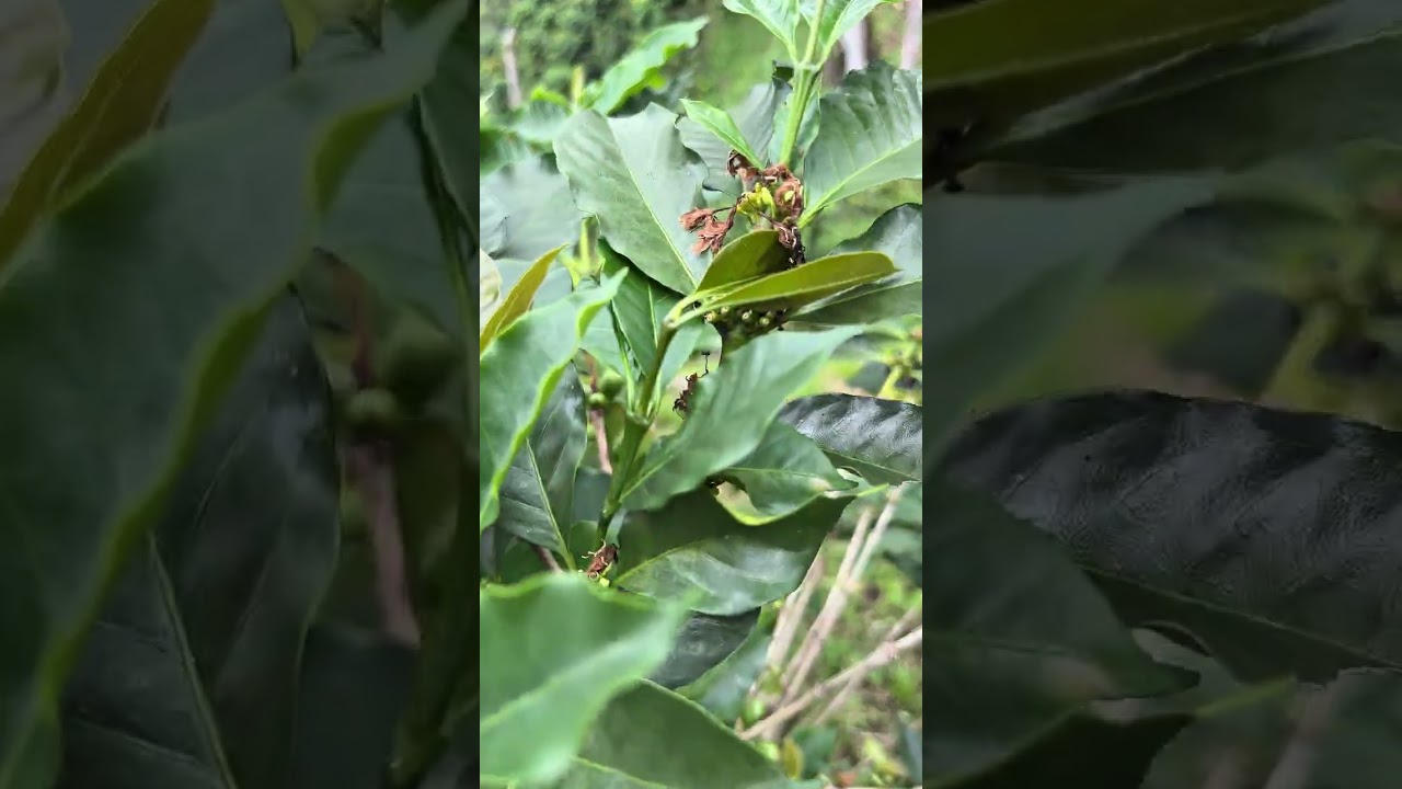 Seguimos organizando lote de café afectado por exceso de agua 💦.