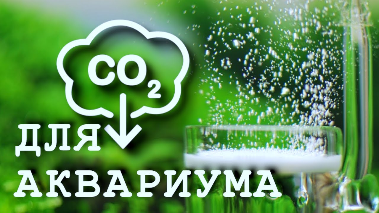 СО2 ДЛЯ АКВАРИУМА: ВЫБОР, НАСТРОЙКА, РЕКОМЕНДАЦИИ