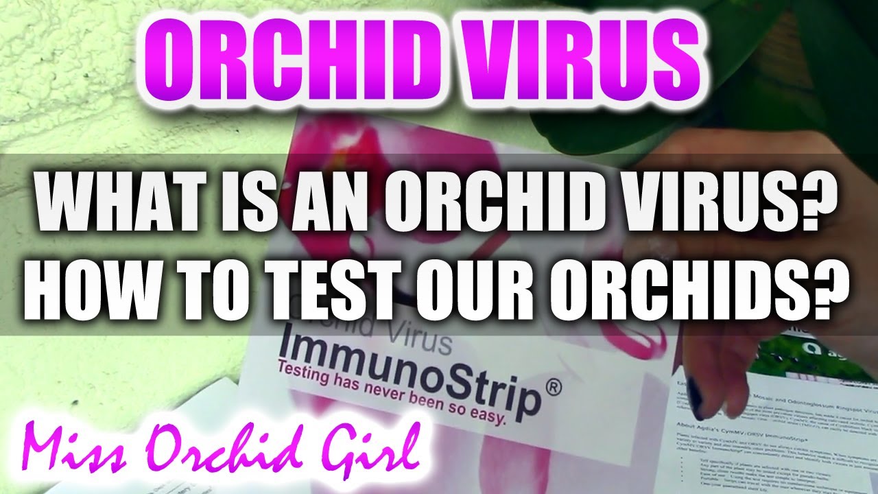 Orchid Virus - What are viruses and how to test Orchids using the Agdia ImmunoStrip