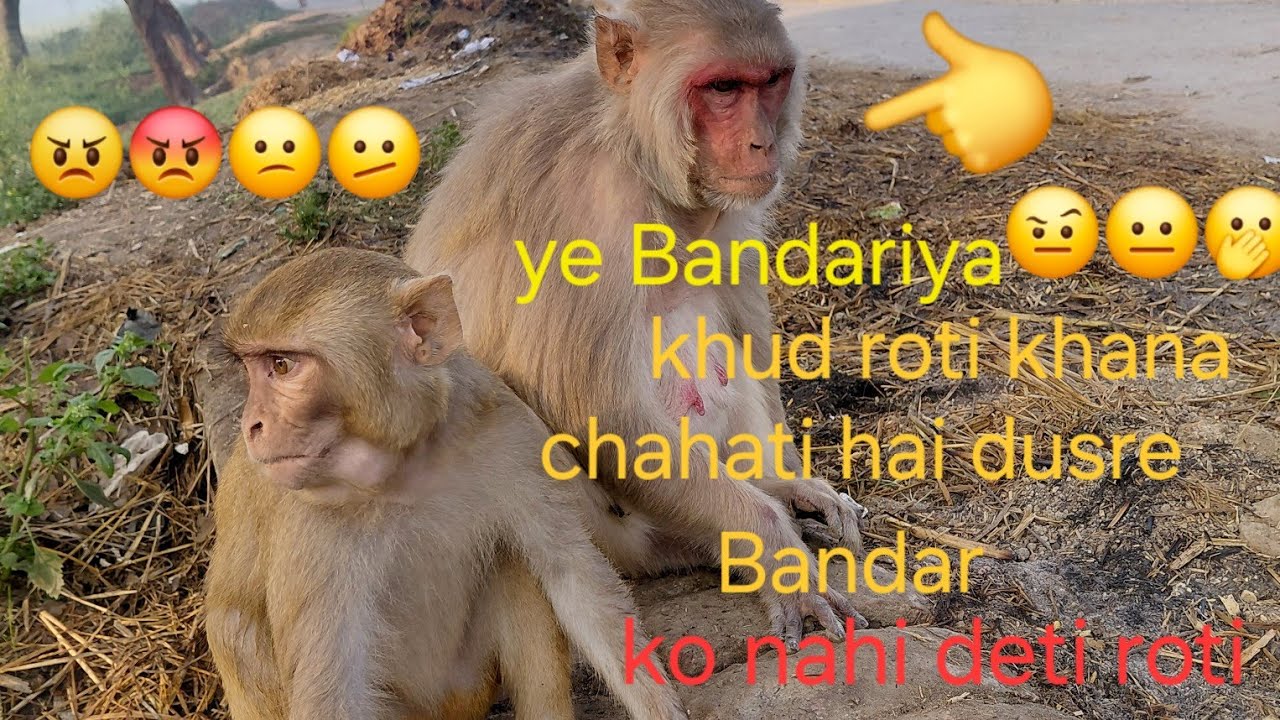 Ek Bandariya khud roti khana chahati Hai dusre Bandaro ko nahi khane deti #monkey #vlogs