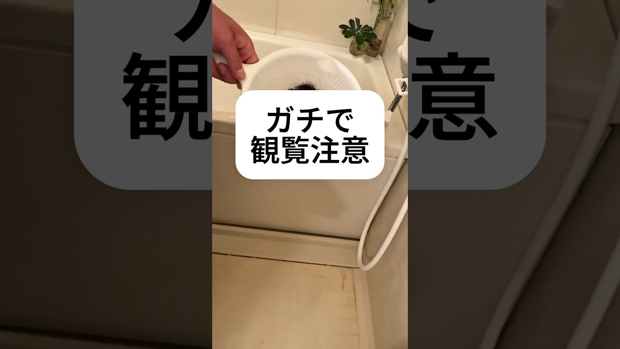 1ヶ月ぶりにシャンプーしたらハゲた　