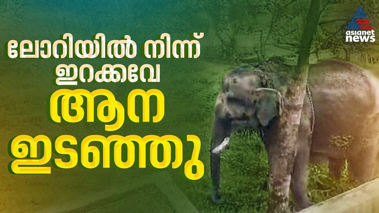 തൃശ്ശൂരിൽ ലോറിയിൽ നിന്ന് ഇറക്കുന്നതിനിടയിൽ ആന ഇടഞ്ഞു; വീടുകളുടെ ​ഗേറ്റ് തകർത്തു | Thrissur