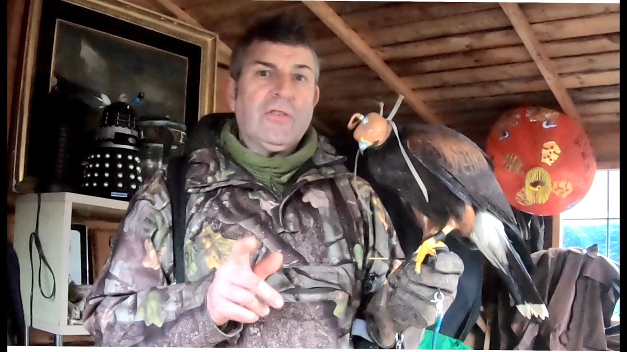 HARRIS HAWK, HOODING WOODY, FALCONRY APP