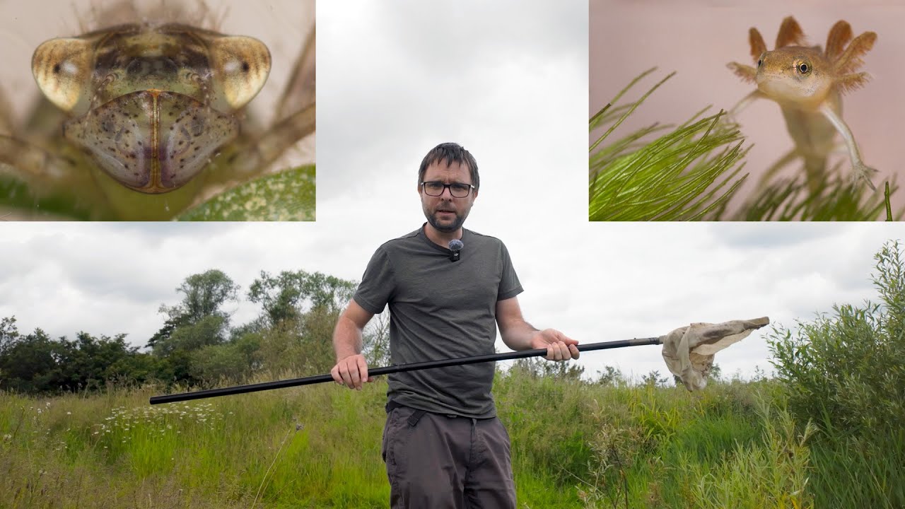 Pond dipping at Little Belhus CP - Freshwater Shrimp + Newt Tadpoles