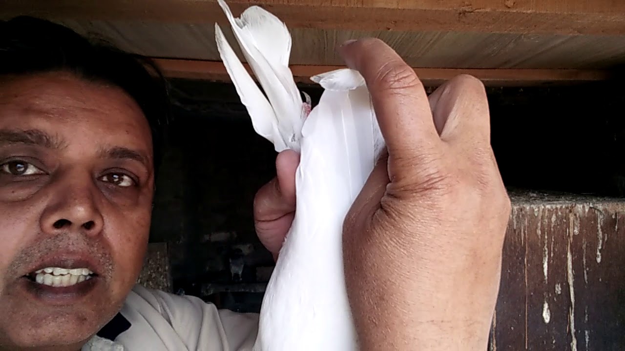 Pigeons... Jorra lgana part 5..09-03-2019