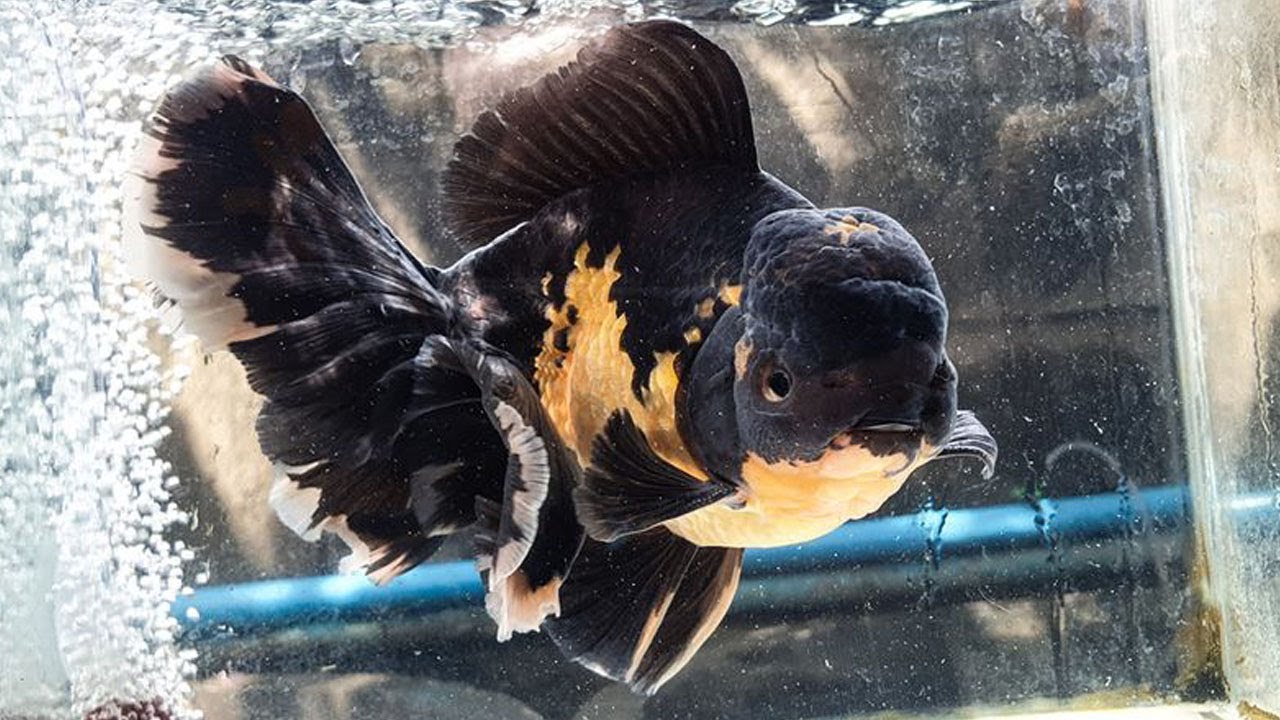Beautiful Big Giant Goldfish Collection | Oranda, Shogun Style