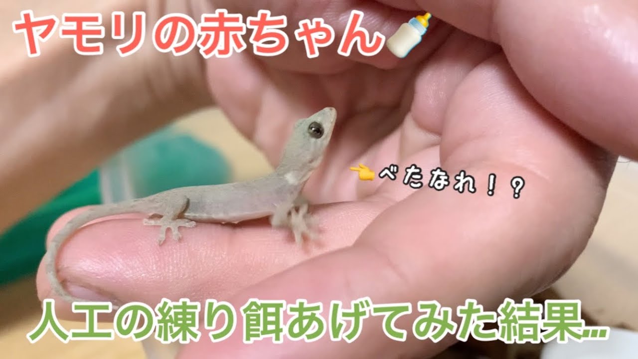 【人工餌】ヤモリの赤ちゃんにご飯あげてみた【ニホンヤモリ】