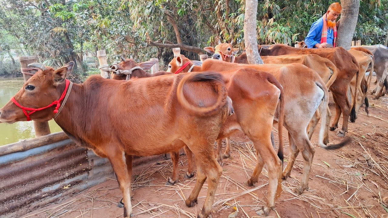 আজ ১২/৩/২৬ | সাশ্রয়ী মুল্যে মোটাতাজাকরণ উপযোগী শুকনো হাড্ডিসার গাভীর প্যাকেজ | দিনাজপুর 