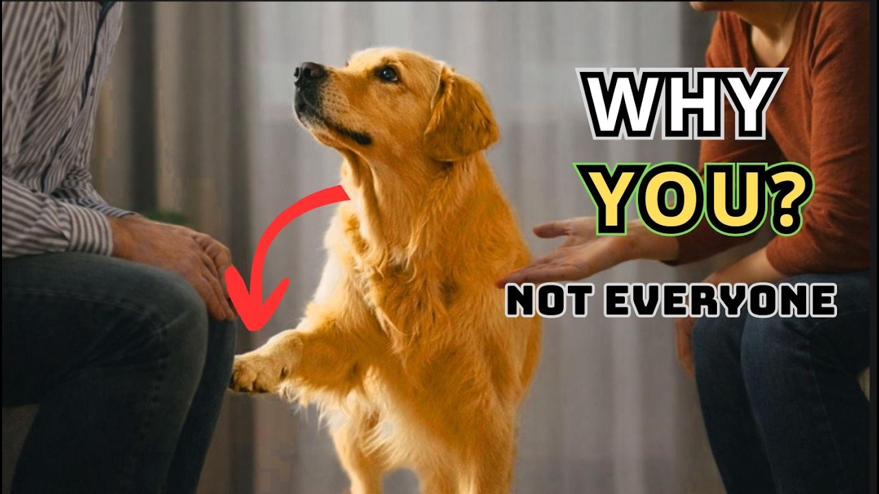 Why Dogs Choose One Person Over Everyone Else