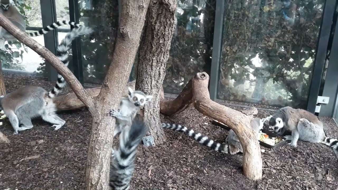 Ml&aacute;dě lemura kata zkoum&aacute; okol&iacute; (Lucie Hereinov&aacute;)