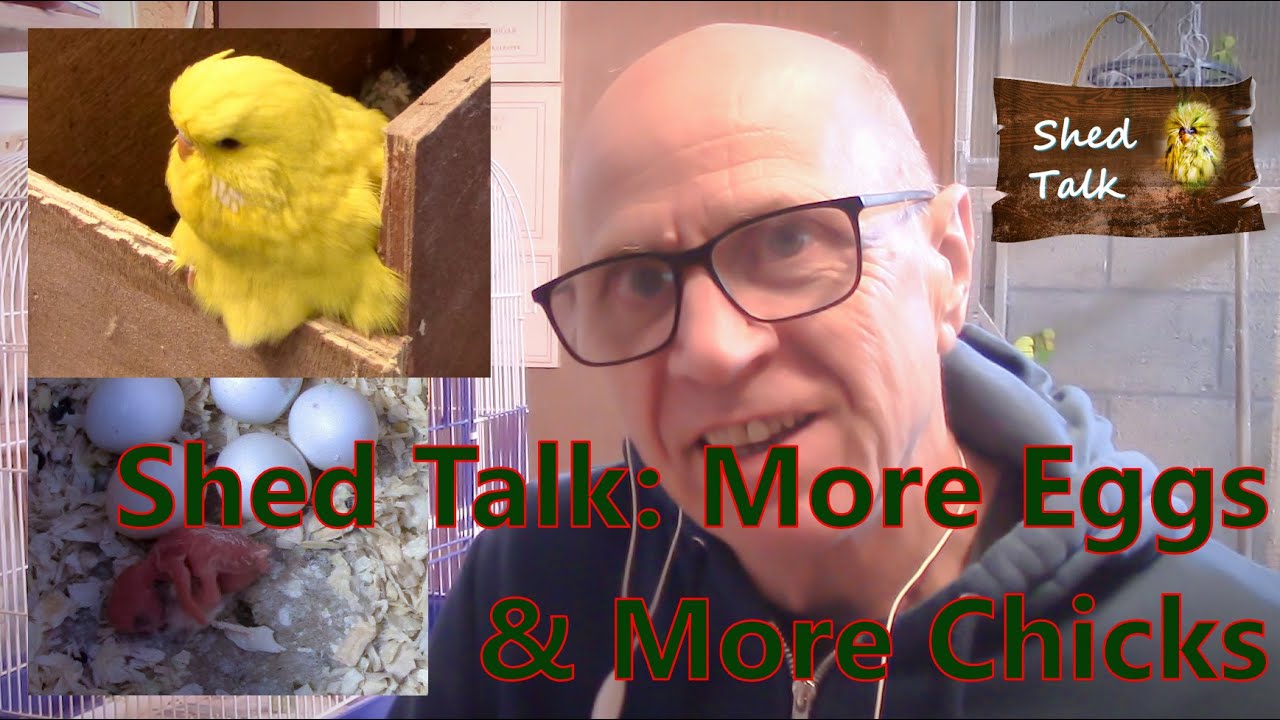 Series 6 Episode 22: Breeding Birds - More Eggs & More Chicks