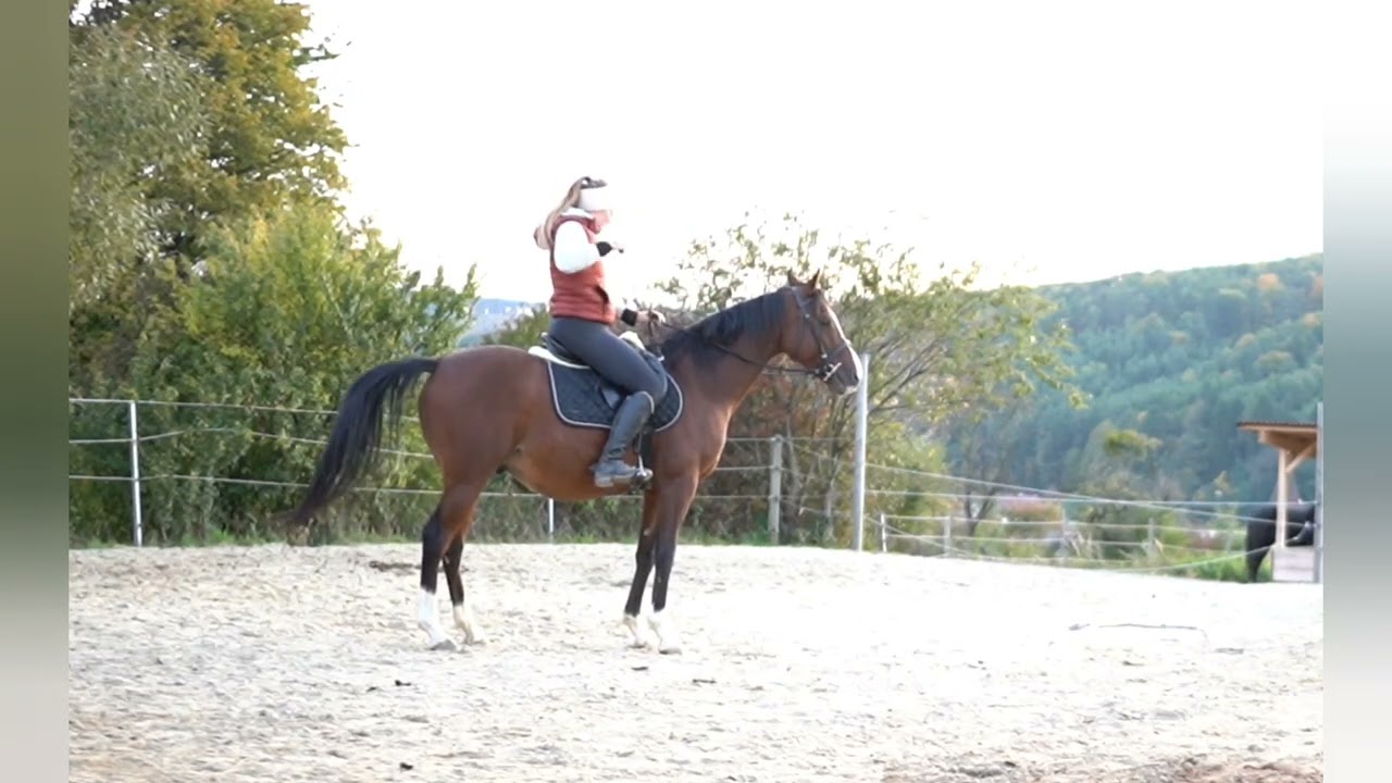 Amon aus Armigerent, Angloaraber, 2018