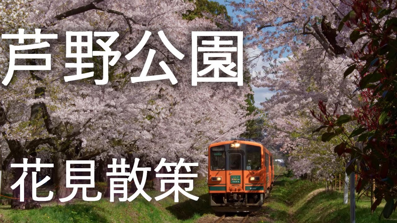 【芦野公園】桜のトンネル 津軽鉄道【青森県五所川原市】4K60P