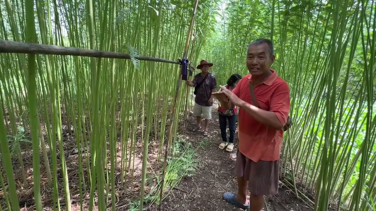 สวนเห็ดตับเต่าคุณหน่อย สวนเห็ดเงินล้าน