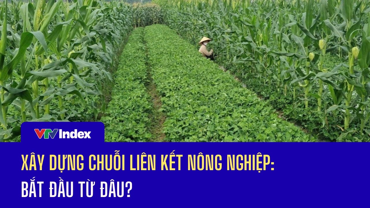 Xây dựng chuỗi liên kết nông nghiệp: Bắt đầu từ đâu? | VTVIndex