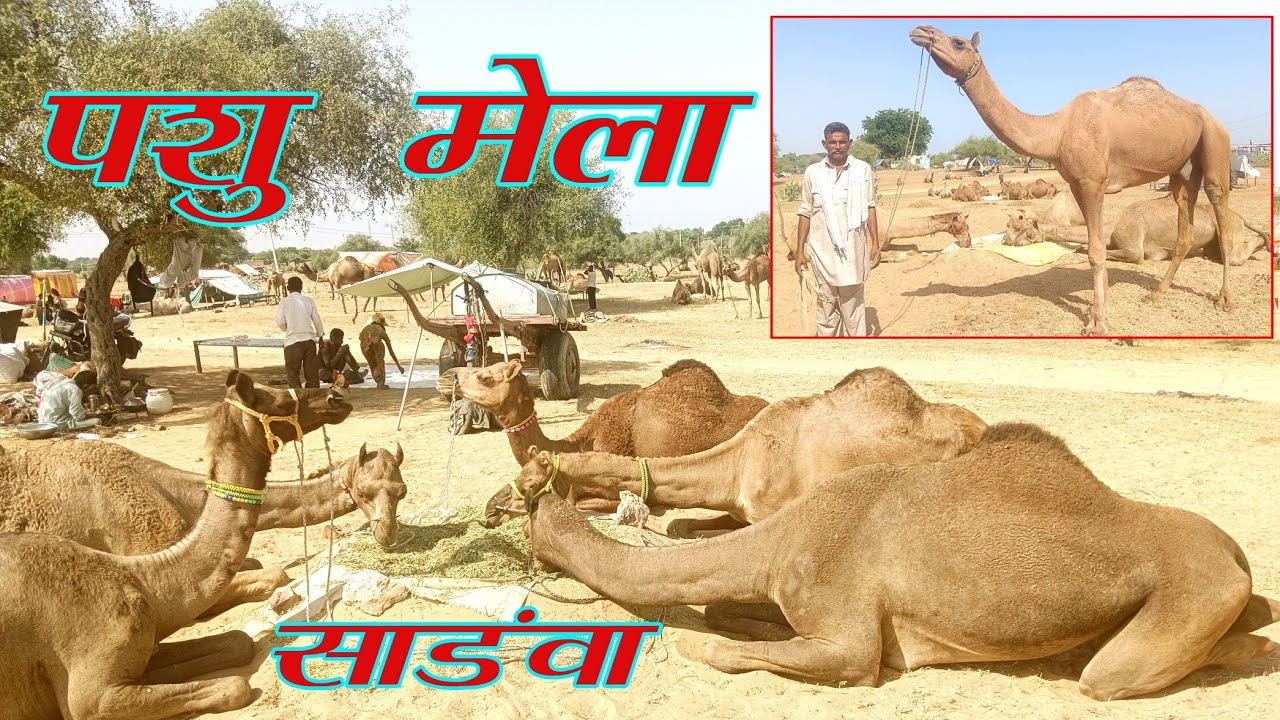 पशु मेला सांडवा की चल रही शानदार तैयारी बडी संख्या में पहुंचे पशु दूज 4-10 से विधिवत मेला शुरू